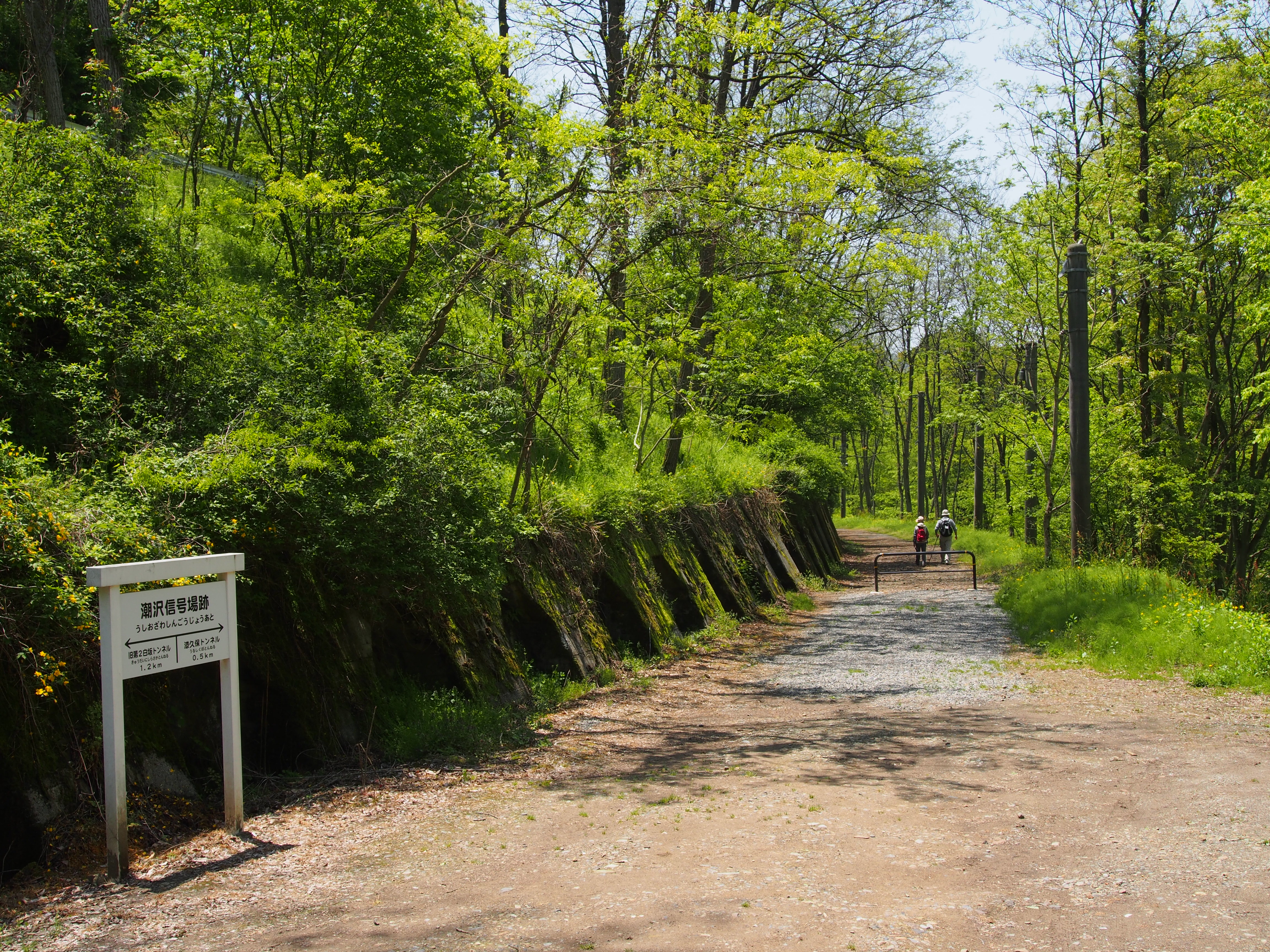 ケヤキの森 並木